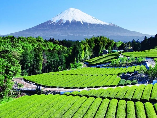 Tea-Garden-Mount-Fuji-Japan-min